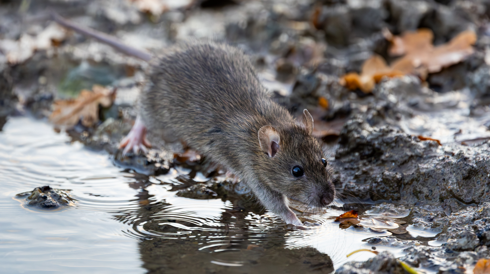 WATER RAT RUNNING ALONG THE WATERS EDGE